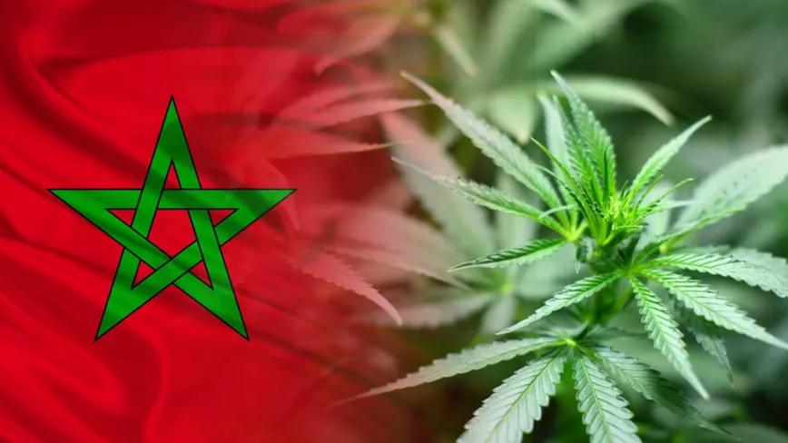 Marruecos discute hoy la regulación del cannabis para fines medicinales