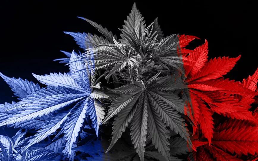 El 80% de los participantes de una encuesta voluntaria en Francia está a favor de regular el cannabis