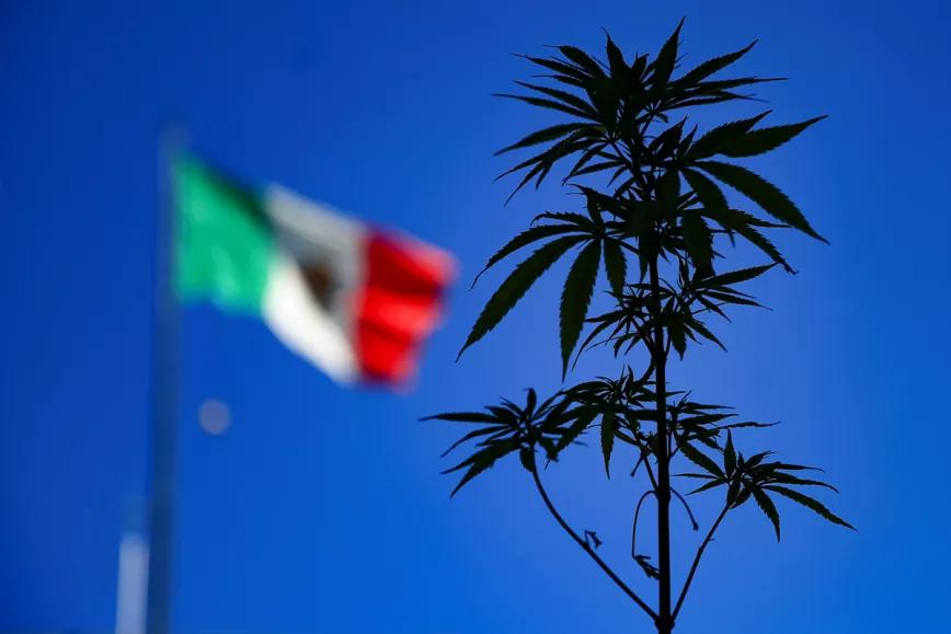 La Cámara de Diputados de México aprueba la ley de regulación del cannabis
