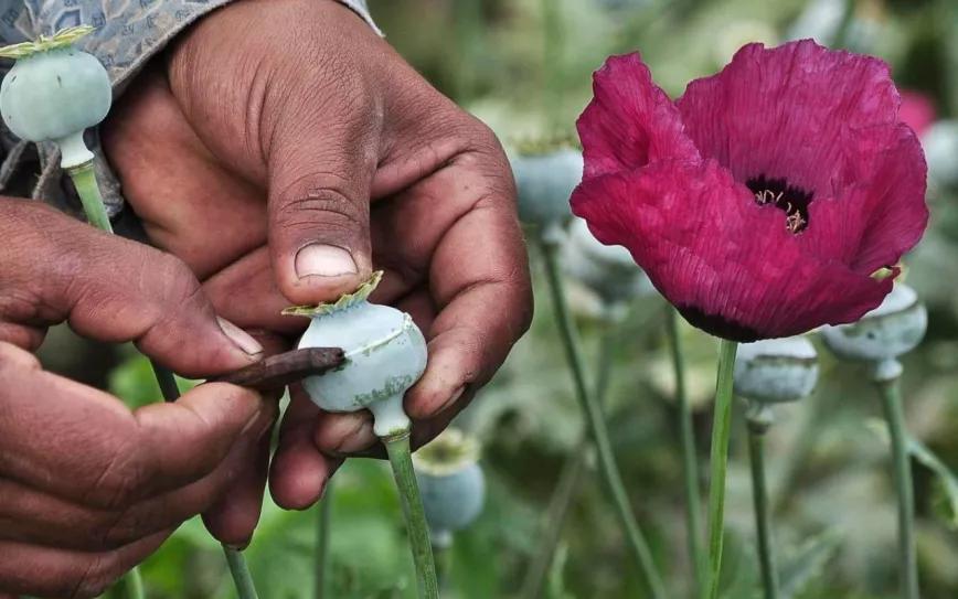 El Gobierno de México estudia la regulación de los cultivos de opio