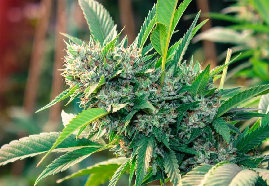 El Senado de Hawai aprueba el proyecto de regulación del cannabis