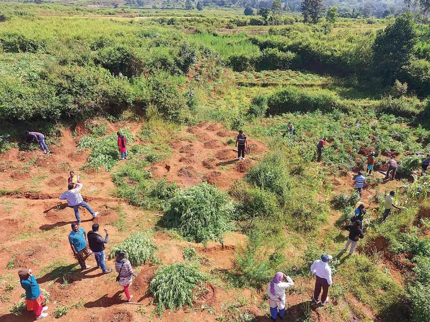 El estado de Himachal Pradesh (India) plantea regular el cannabis