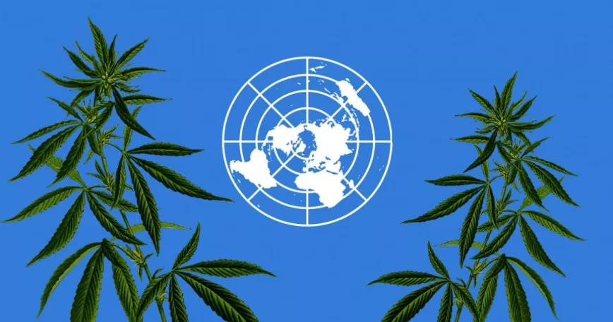 La junta de drogas de la ONU de nuevo preocupada por las regulaciones del cannabis