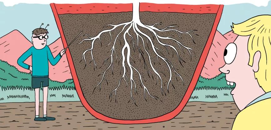 El cannabis come por los pies: doce pasos para mantener sanas las raíces