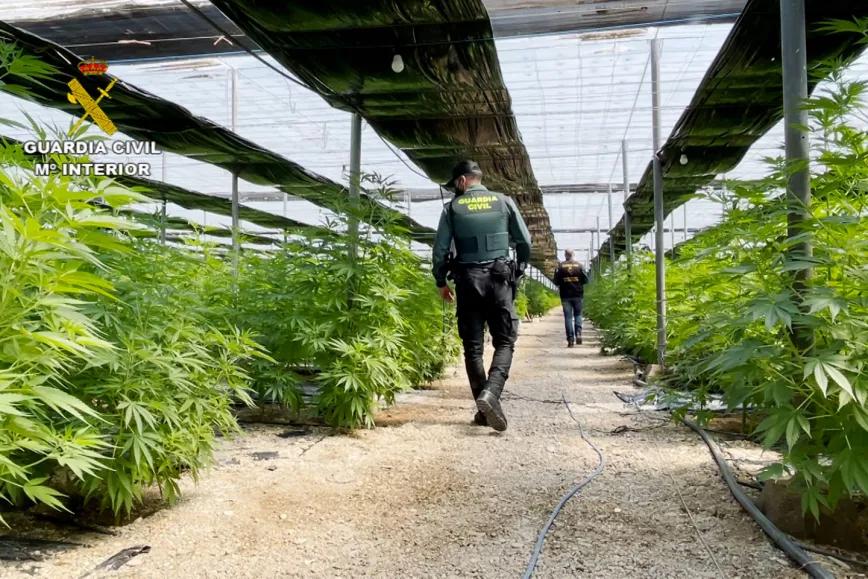 La policía incauta 64.800 plantas de cannabis supuestamente psicoactivas en Almería