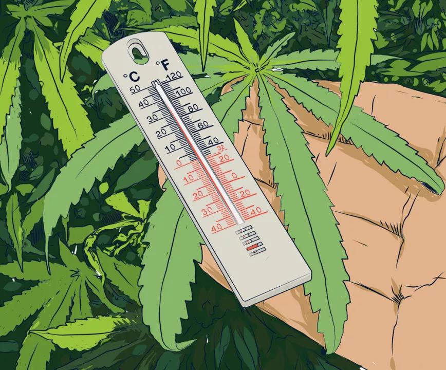 Temperatura de cultivo 