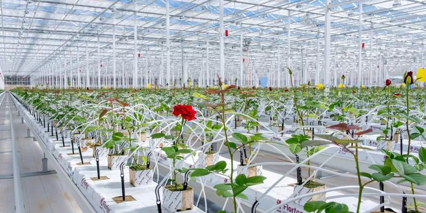 De la Rosa al Cannabis, el proyecto de transformación del mayor invernadero de Europa trae problemas