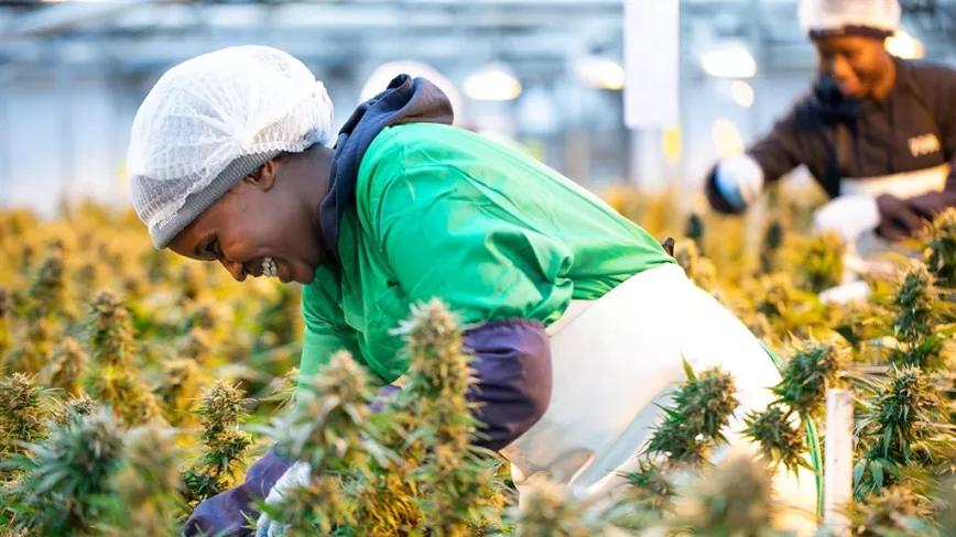 Una empresa de Lesoto se convierte en la primera de África en exportar cannabis a Europa