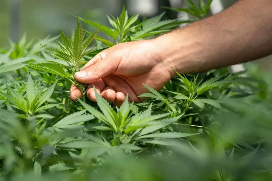 Los uruguayos que cultivan su propio cannabis aumentan un 50%