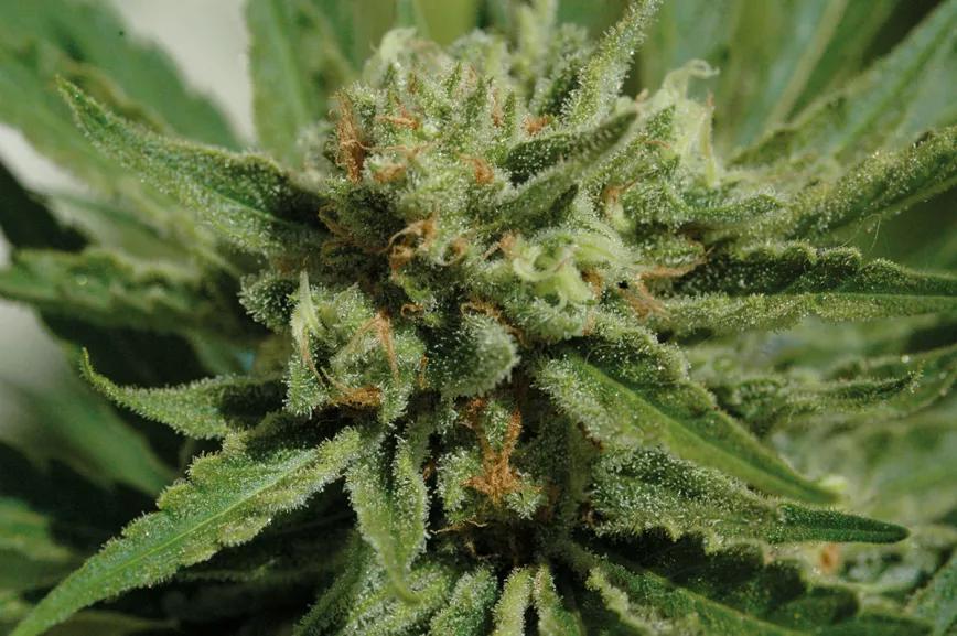 cannabis-medicinal-1.jpg
