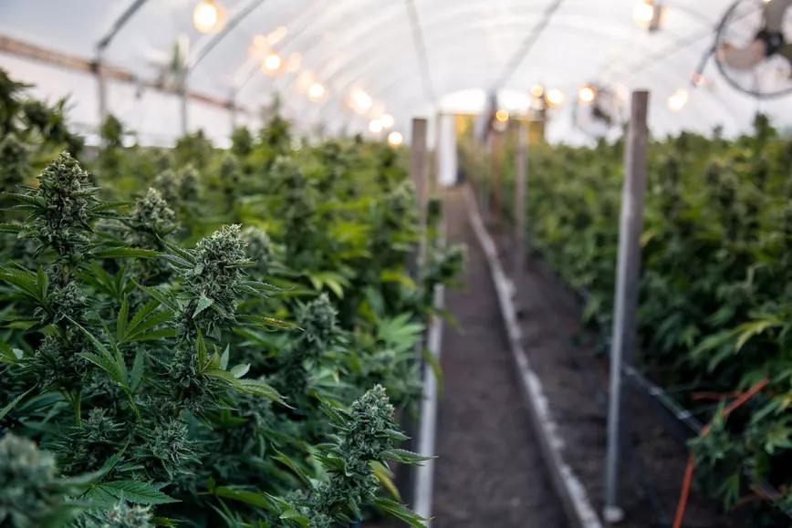 Una empresa española construirá una nueva planta de cannabis medicinal en Portugal