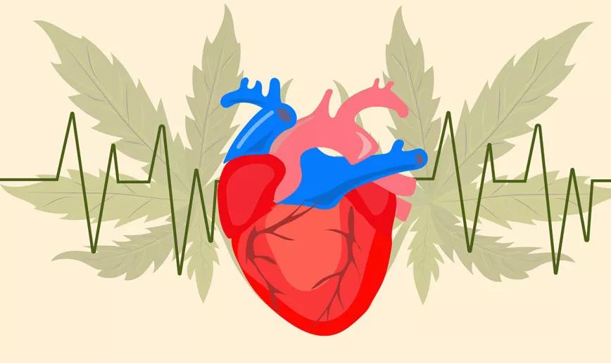 El cannabis no provoca efectos cardiovasculares graves según una revisión de estudios