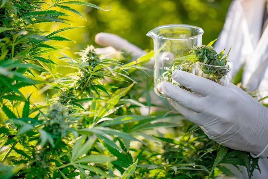 La DEA da fin al monopolio del cultivo de cannabis para investigar en EE UU