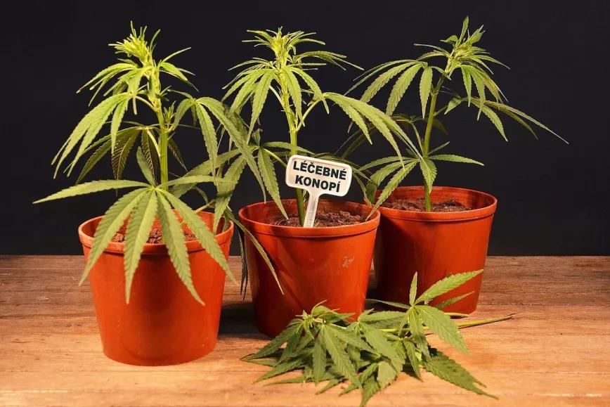 República Checa avanza con una ley para la industria del cannabis medicinal