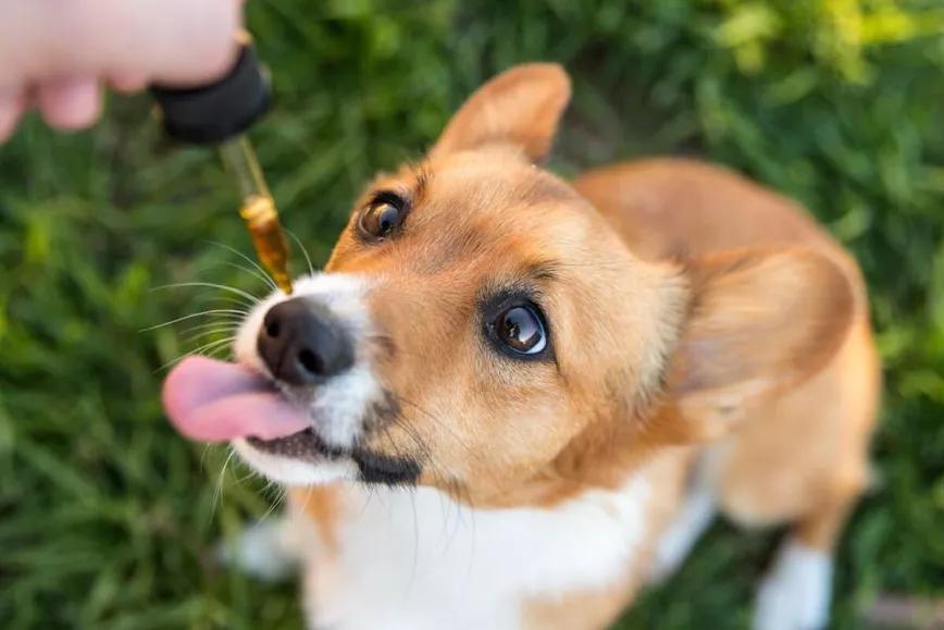 La Federación de Veterinarios de Europa pide una regulación del cannabis para mascotas
