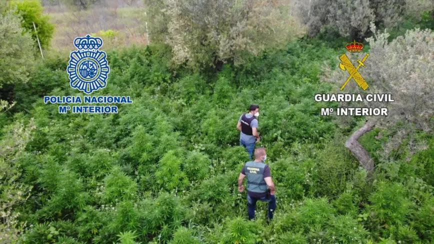 15.000 plantas de marihuana incautadas y 25 personas detenidas en una operación policial
