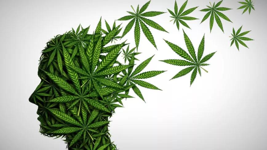 Investigadores consiguen reducir la pérdida de memoria asociada al THC en ratones 