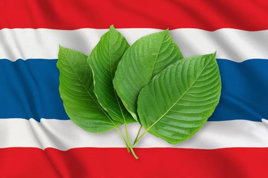 Tailandia despenaliza el kratom y planea regular su cultivo