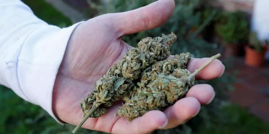 Disputa en Uruguay entre Interior y el Ircca por el acceso al registro de cultivadores de cannabis