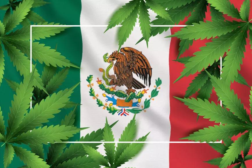El Cofepris deberá publicar la normativa mexicana disponible sobre el cannabis