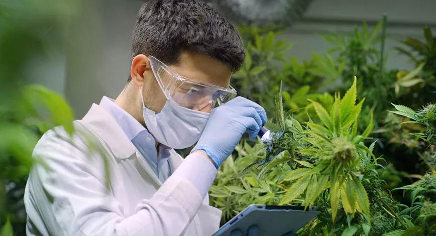 La Agencia del Medicamento entrega una nueva licencia para cultivar cannabis con fines de investigación