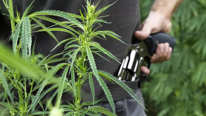 Un informe de los Mossos alerta del aumento de la violencia por el cannabis ilegal