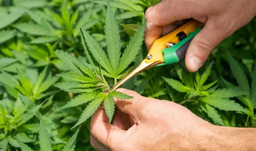 Países Bajos retrasa el programa piloto de producción nacional de cannabis