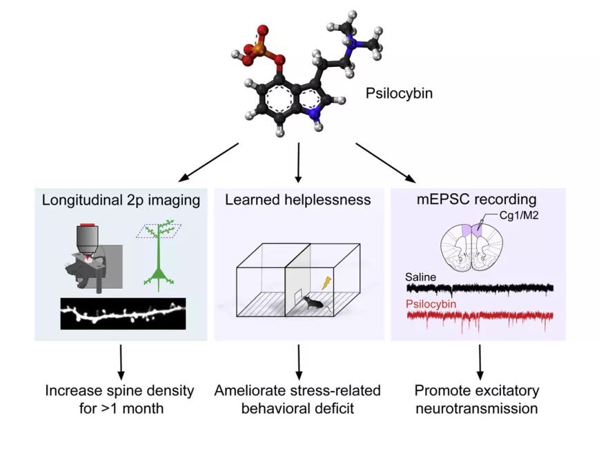 La psilocibina provoca un aumento de las conexiones neuronales en un estudio con ratones