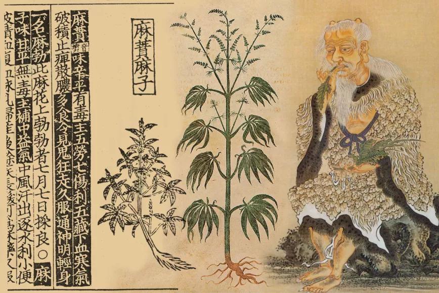El cannabis fue una de las primeras plantas domesticadas por el hombre, según un estudio