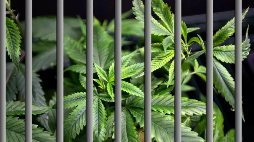 El portavoz de salud pública del Gobierno de EE UU pide el fin de los encarcelamientos por cannabis