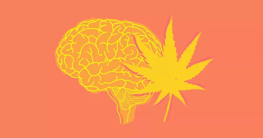Reino Unido probará el cannabis contra el cáncer cerebral en un estudio inédito