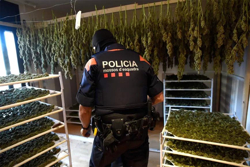Los Mossos destruirán la marihuana incautada antes de que se celebren los juicios