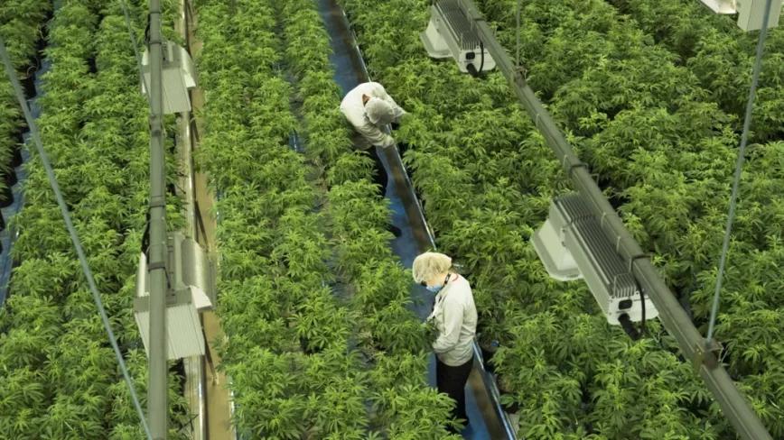 Los productores de cannabis en Canadá han vendido menos del 20% de la producción desde la legalización 