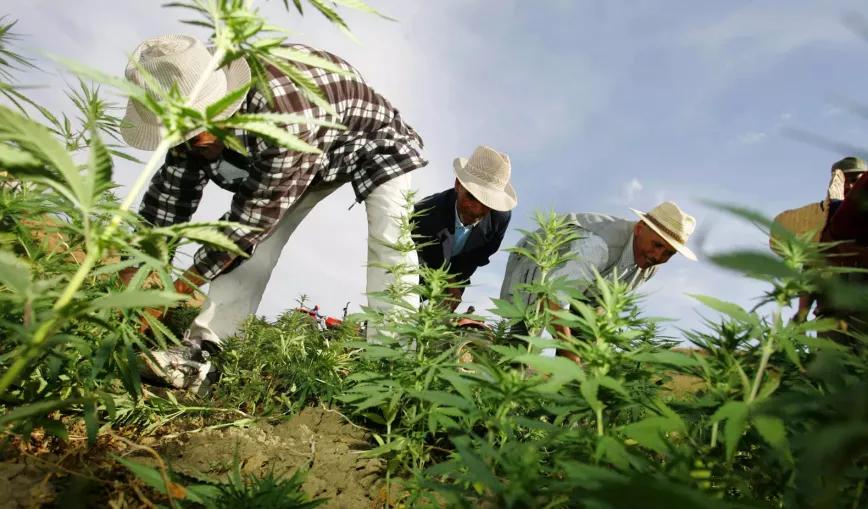 Marruecos pone en marcha la Agencia Nacional de Producción de cannabis 
