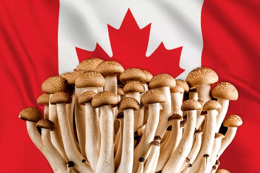 El 78% de los canadienses apoya el acceso medicinal a los hongos psilocybe para pacientes terminales 
