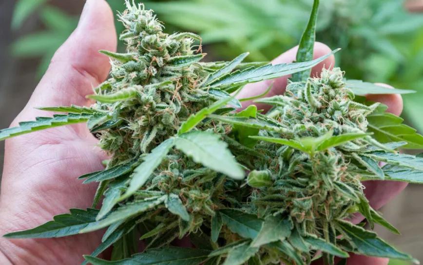 La Comisión de Salud del Senado mexicano pide al Gobierno que facilite el acceso al cannabis medicinal