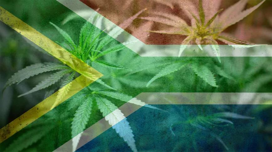 El plan maestro de Sudáfrica para el cannabis