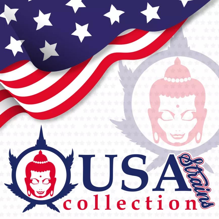 USA COLLECTION STRAINS La nueva colección de genéticas norteamericanas de Buddha Seeds llega para agitar tus sentidos