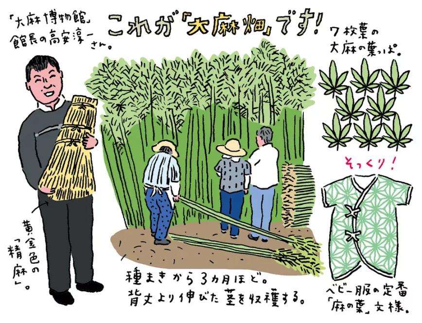 El Ministro de Salud de Japón pide reducir las restricciones para el cultivo de cáñamo industrial 