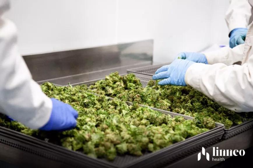 La española Linneo Health aumentó las pérdidas en 2020 pese a haber iniciado la exportación de cannabis 