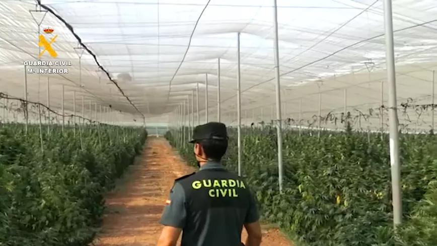 La Guardia Civil interviene una plantación de cannabis con 40.000 plantas