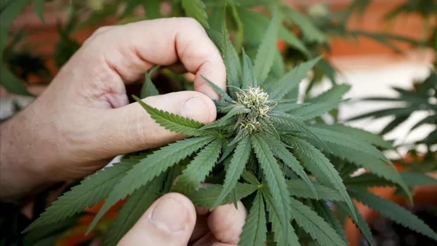 Detenido un hombre de 62 años por cultivar ocho plantas de cannabis en su corral 