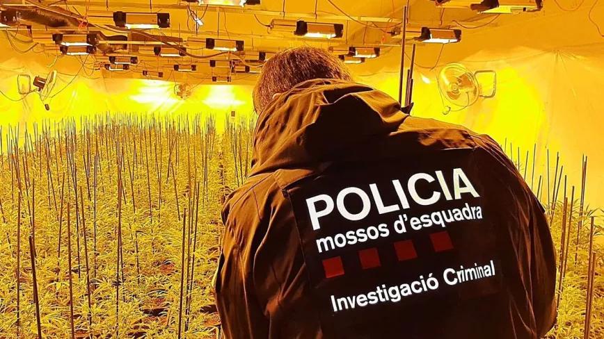 El Parlament de Cataluña apuesta por priorizar la lucha contra el cultivo y tráfico de marihuana  