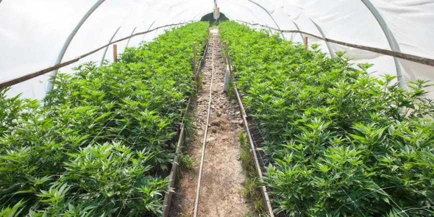 El Gobierno de Canarias se plantea el cultivo de cannabis como alternativa agrícola a los tomates