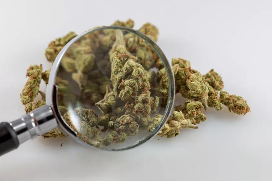 Connecticut registra varias sobredosis de fentanilo en personas que solo consumieron marihuana