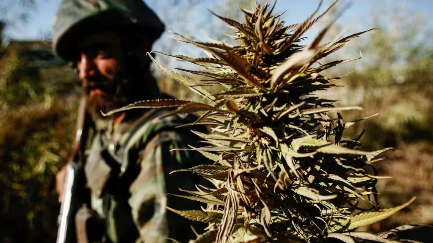 El Gobierno Talibán afgano anuncia un dudoso acuerdo comercial para producir cannabis