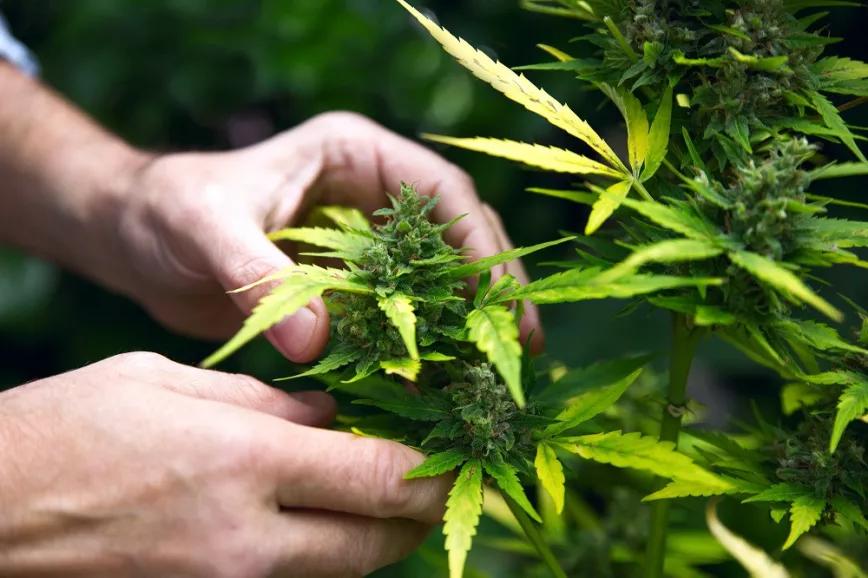 El Gremio de la Industria del Cannabis nace para conseguir seguridad jurídica en el sector