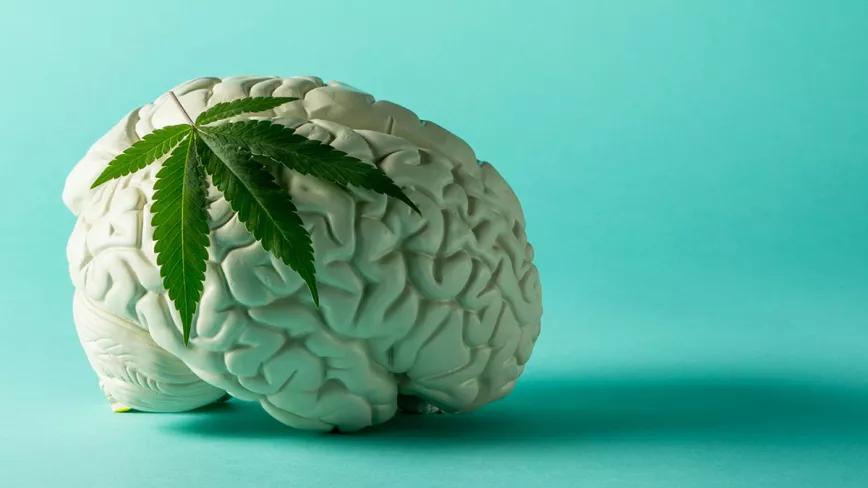 Una metarrevisión científica concluye que el uso agudo de cannabis puede provocar efectos cognitivos persistentes