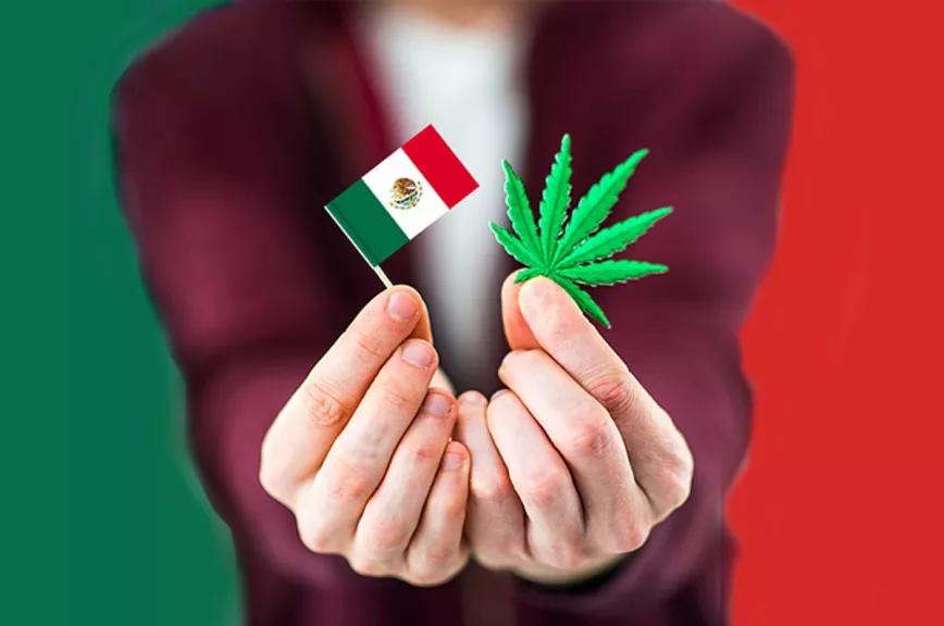 Un senador mexicano propone aplicar una amnistía para los procesados y condenados por cannabis 