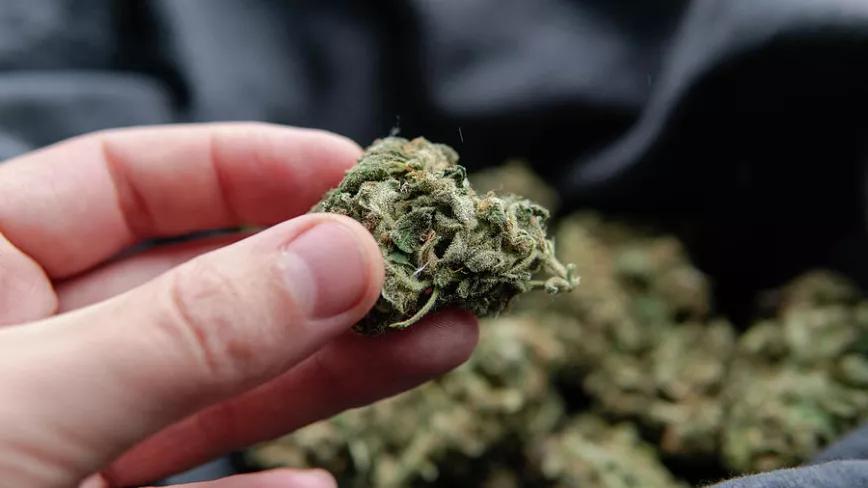 El porcentaje de THC libra de un delito a un hombre pillado con 259 gramos de cannabis